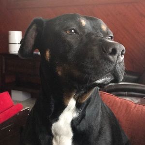 Meet your Posher, Ammie